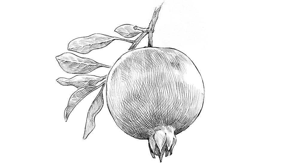 drawn pomegranate fruit