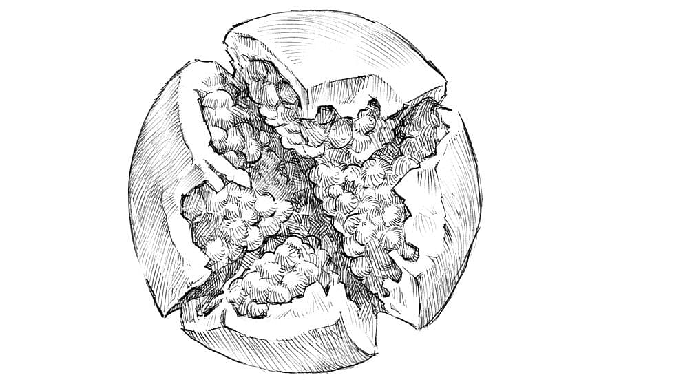 drawn pomegranate seeds