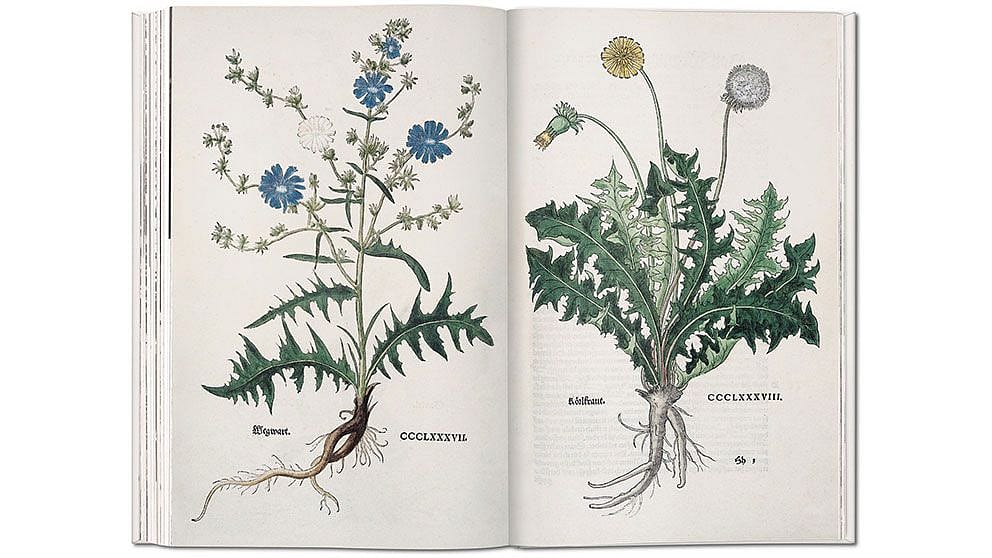 Diagrams of flowers in a medicinal book.