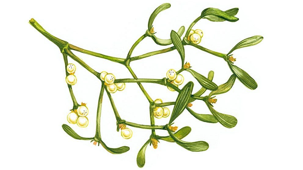 Misletoe diagram.