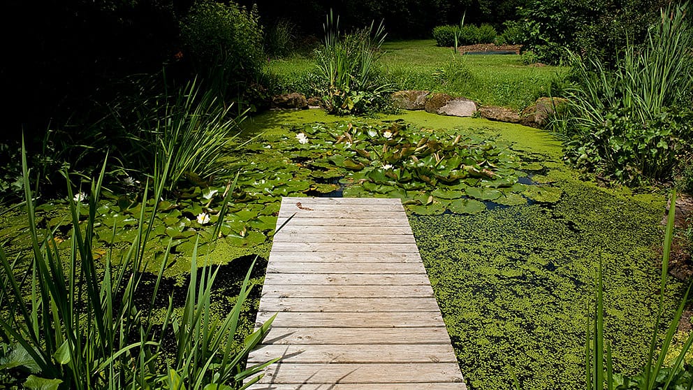 rack over a pond