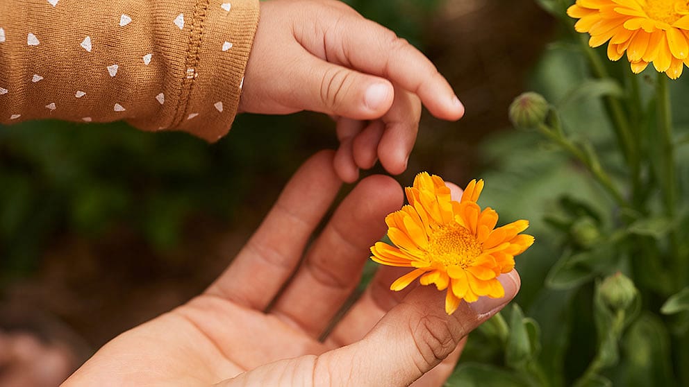 Hand holding calendula flower