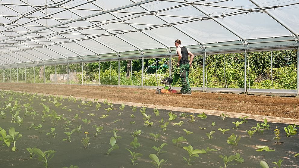 Man working soil inside a greenhouse.