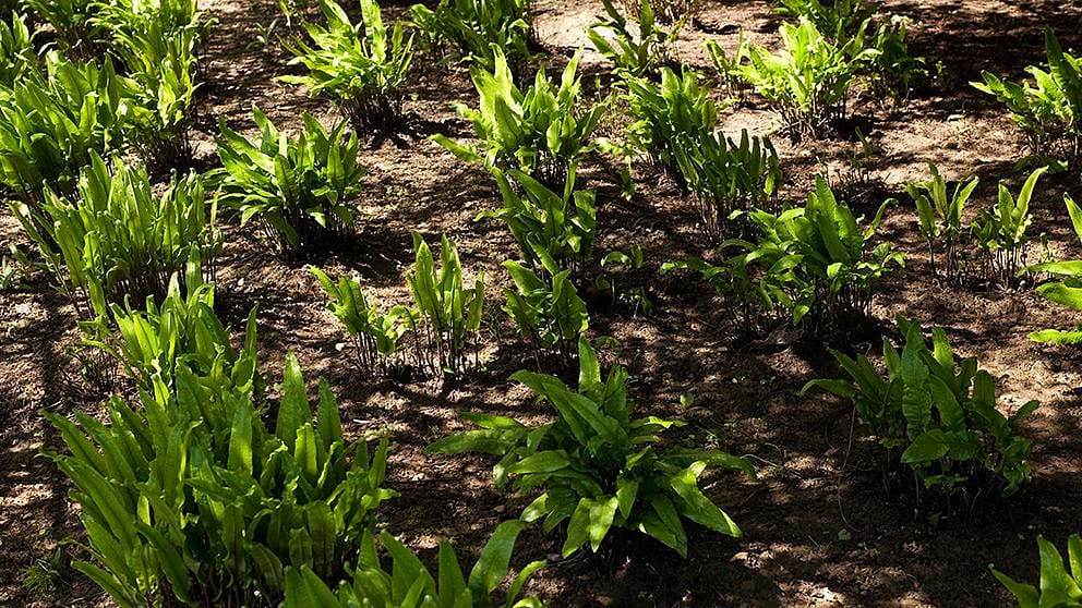 Groups of plants in soil.