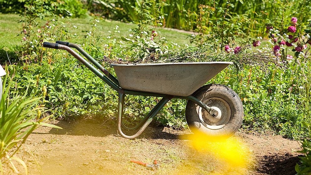 Wheelburrow with plants in the garden.