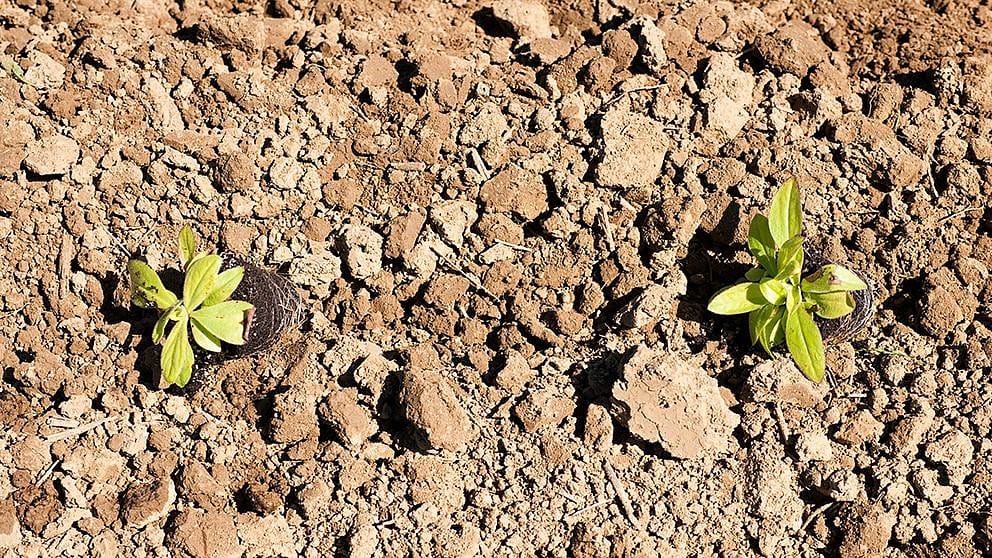 Seedlings on soil to be planted.