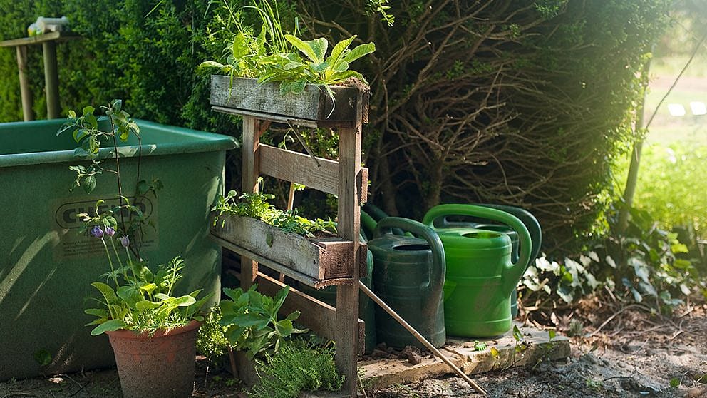 Garden area with plants in pallets and watering cans.