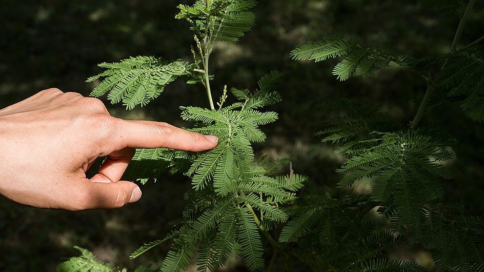 Hand touching a leaf.