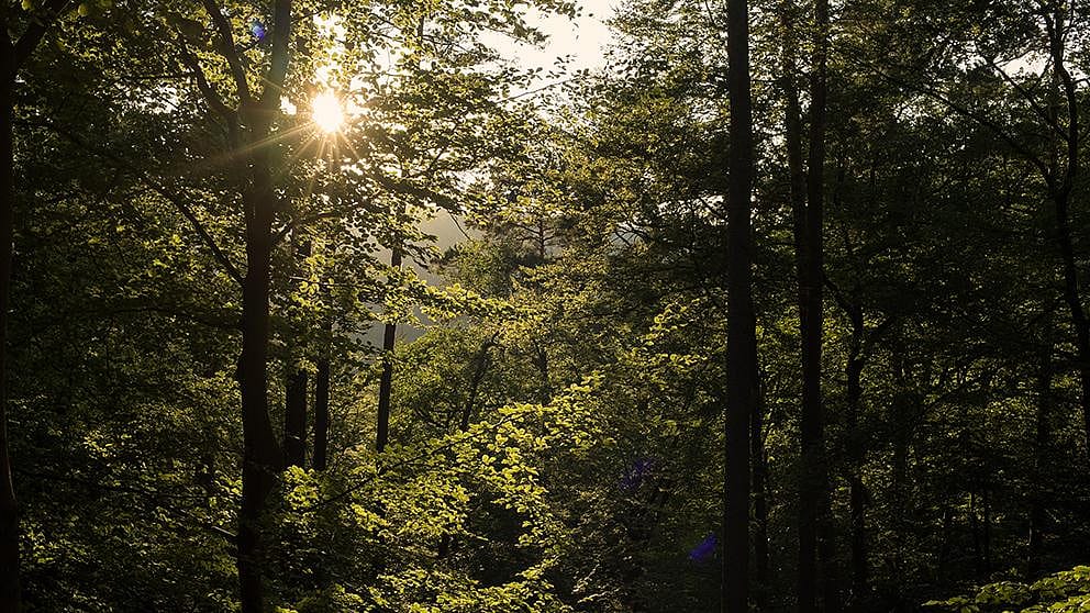 Trees in a forest with low light.