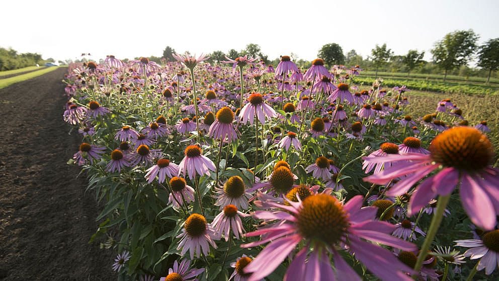 Echinacea flowers.