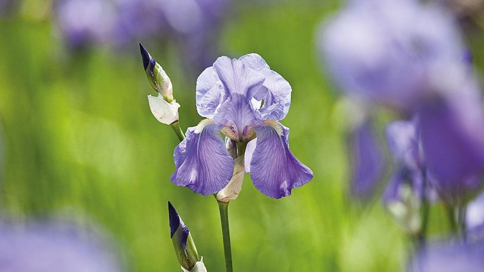 Iris