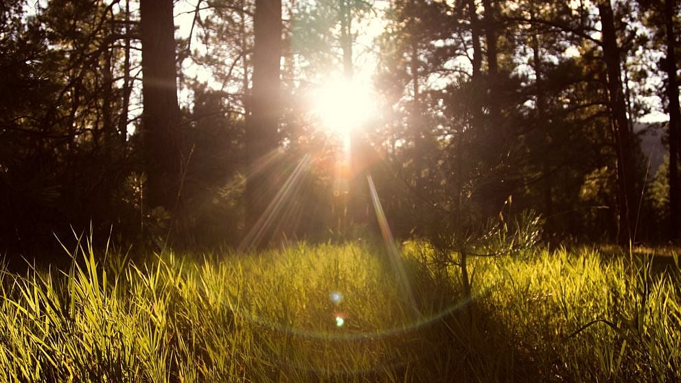 Woodlands with sun peaking through the trees.