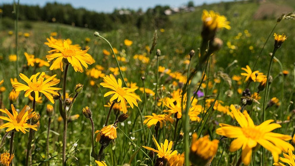 Arnica flowers.