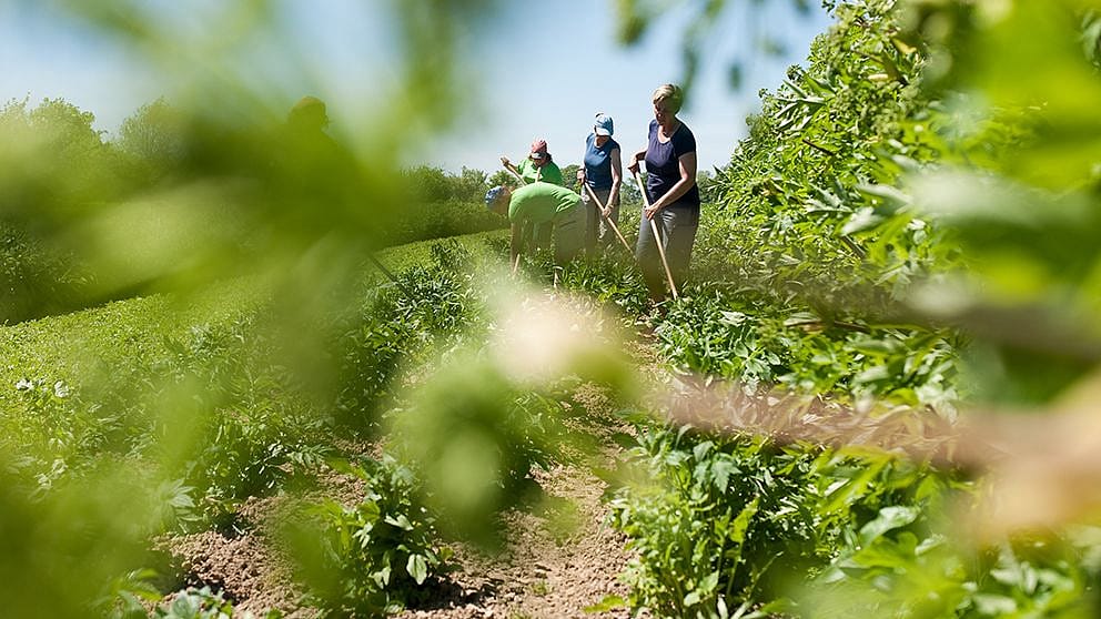 Group of women working in a field.