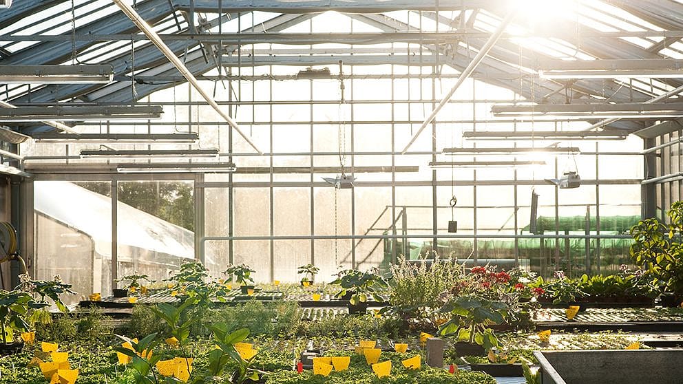 Greenhouse with seedlings.