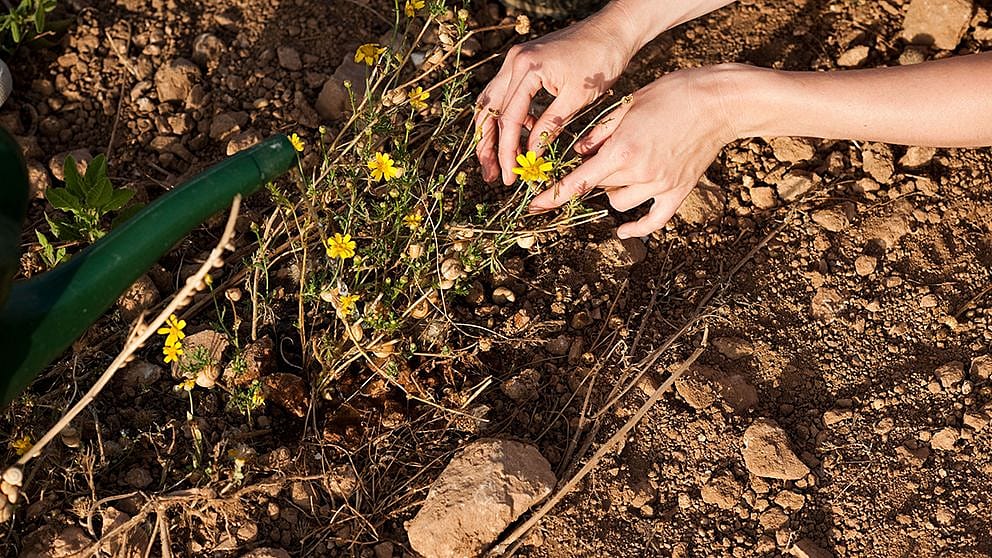 Hands carefully holding a yellow flower.
