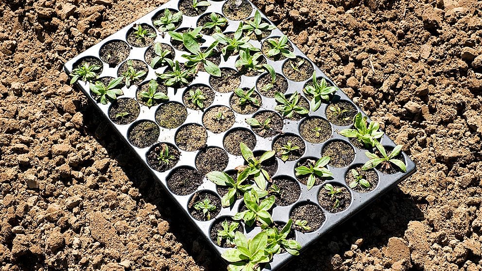 Seedling tray on soil.
